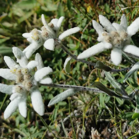 Apartamento Haus Egger