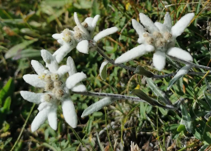 Lägenhet Haus Egger