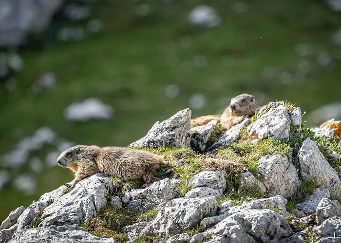 Lägenhet Haus Egger *