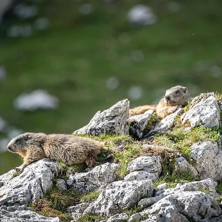 Διαμέρισμα Haus Egger *